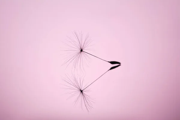 부드러운 분홍색 배경에 거울 표면에 민들레 씨앗 클로즈업 매크로. 순수함과 가벼움의 비유. — 스톡 사진