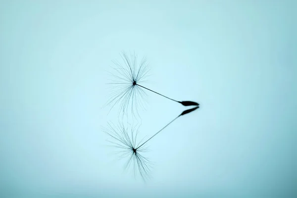 민들레 씨앗 닫는 매크로 부드러운 명확한 푸른 하늘 배경에 거울 표면에. 순수함과 가벼움의 비유. — 스톡 사진