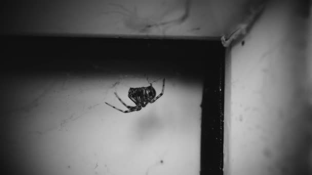 一只简单的国内蜘蛛在网络角落的特写等待着一个受害者 老式的 电影风格的戏剧 黑色和白色的黑色视频 — 图库视频影像