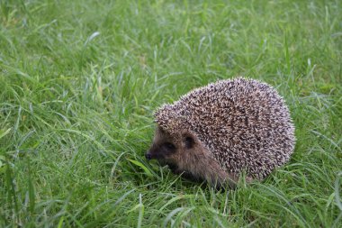 Doğal çim yaşam yetişkin kirpi