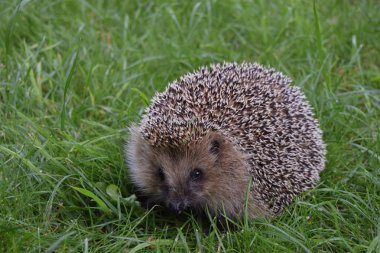Doğal çim yaşam yetişkin kirpi