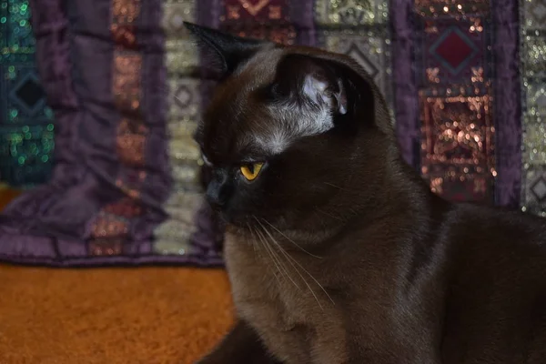 Кошачья Кошка Порождает Бирманский Богатом Фоне — стоковое фото