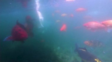 Su altında balık yakın çekim okul. Bir sürü balık gölde yüzüyor.. 