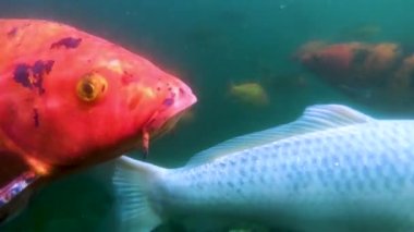 Su altında balık yakın çekim okul. Bir sürü balık gölde yüzüyor.. 