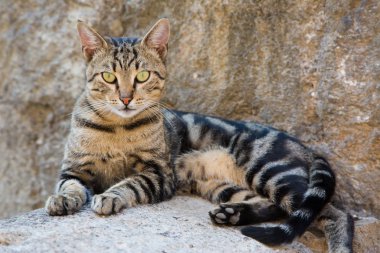 Güzel tekir kedi taş duvarlar arka plan üzerinde doğrudan kameraya bakarak şehir sokak taş yüzeyinde yalan. Kendi içinde kasaba Kotor, Karadağ, Europe üzerinde yürüyen kedi