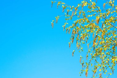 Bahar arka plan kopya alanı ile huş kedicikler dalı ile. Huş kedicikler ağaç dalları, güneşli bir açık mavi gökyüzü arka plan üzerine kapatın. Seçici odak ile renkli duvar kağıdı.
