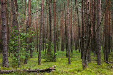 Yaz aylarında çam ormanı. Yeşil yosun üzerinde yatan düşmüş ağaç görünümü ormanın içinde.