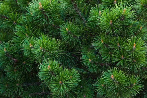 Beautiful Natural Background Fluffy Green Young Branch Growing Pine Christmas — Stock Photo, Image