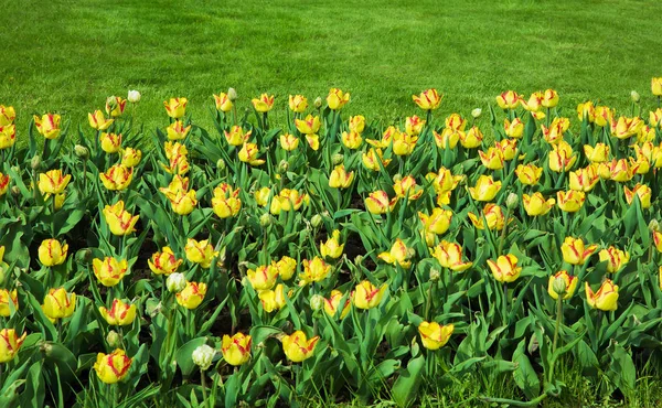 成長の二重の花びらの黄色と赤のチューリップ花壇のフラグメント 装飾は シティ パーク ガーデンの造園 選択的なフォーカスを持つ春時間水平方向の画像 — ストック写真