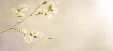 Kedi söğüt dalları ile Bahar doğa arka plan