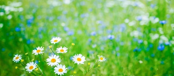 Fundo de verão bela natureza com flores de camomila — Fotografia de Stock