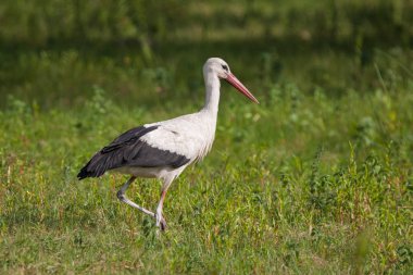 Beyaz leylek, ciconia ciconia