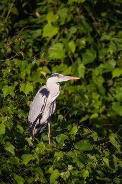 Gri balıkçıl, Ardea cinerea