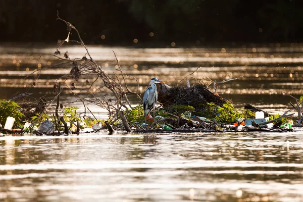 灰色のサギの鳥 アルデーアかび ゴミの完全な水に立っています 自然の生息地の汚染 — ストック写真