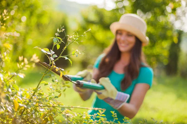 Una Joven Jardín Está Podando Arbustos Enfoque Selectivo Planta Primer — Foto de Stock