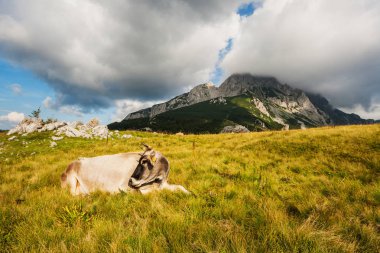 Yaz aylarında güneşli günde dağ manzarası. 