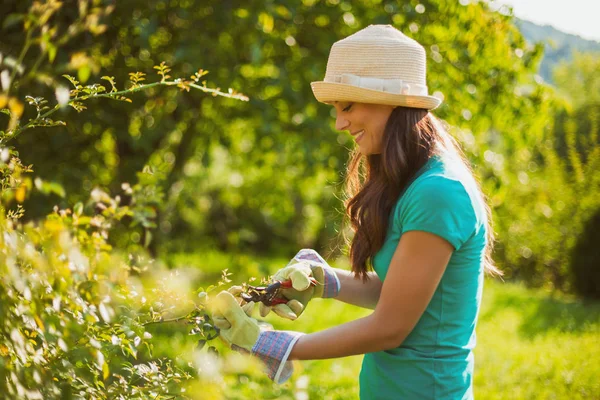 Ung Lykkelig Kvinde Haven Hun Beskærer Blomster - Stock-foto