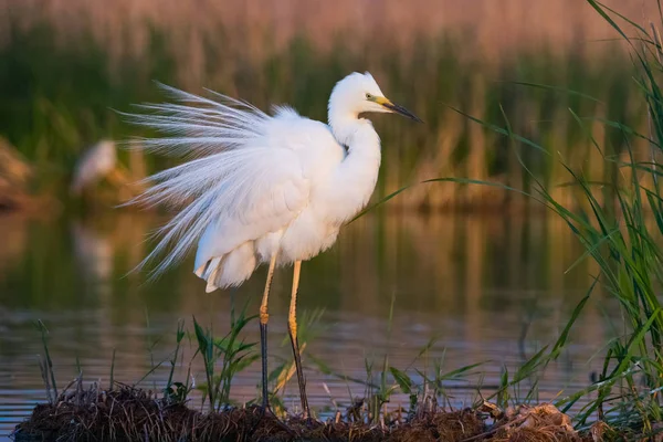 Büyük beyaz ot (Ardea alba) bir düğün tüyleri