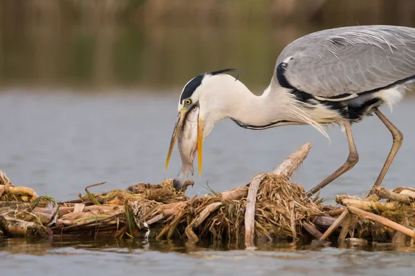 Graureiher Hat Die Fische Sumpf Gefangen Vogelverhalten Natürlichen Lebensraum — Stockfoto