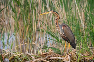 Şapkalı habitatta mor ot (Ardea purpurea).
