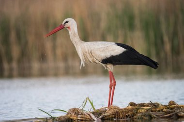 Beyaz leylek (Ciconia ciconia)