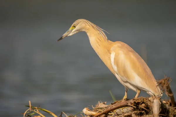 Small Yellow Heron Ardeola Ralloides Natural Habitat — Stock Photo, Image