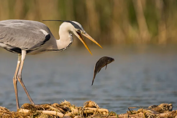 Grey Heron Hunting Fish Swamp Bird Behavior Natural Habitat — Stock Photo, Image