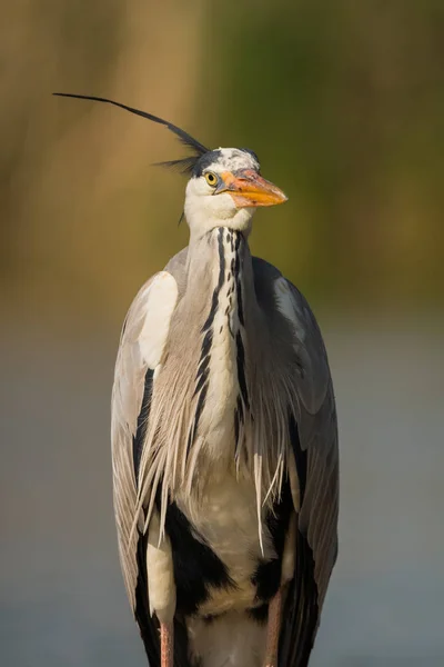 Grey Heron Ardea Cinerea Natural Habitat — Stock Photo, Image