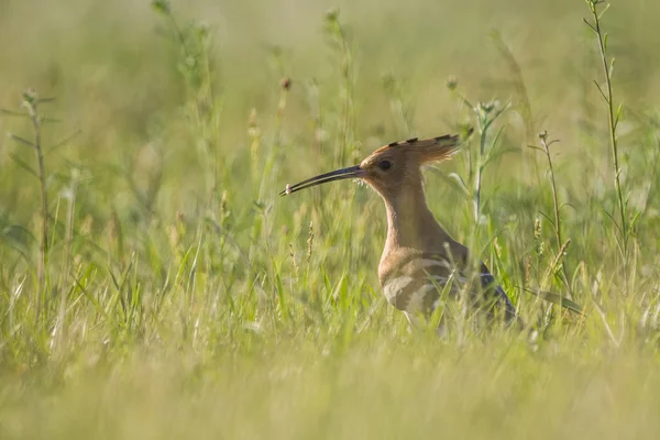 Hoopoe Eurasiático Épocas Upupa Segurando Verme Bico — Fotografia de Stock