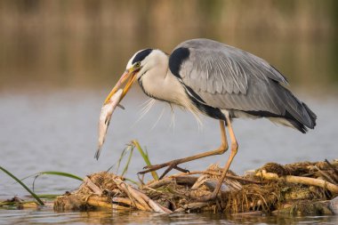 Gri balıkçıl balığı yiyor. Doğal yaşam da kuş davranışı. 