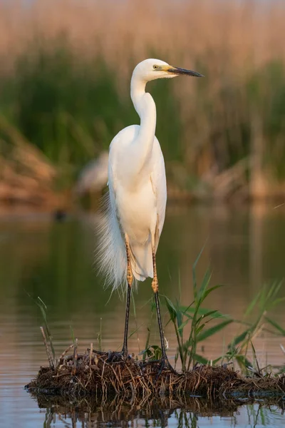 Great White Heron Ardea Alba Wedding Feathers — Stock Photo, Image