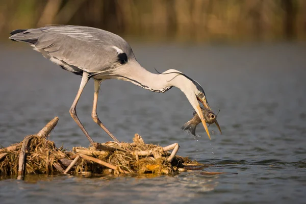 Grey Heron Eating Fish Bird Behavior Natural Habitat — Stock Photo, Image
