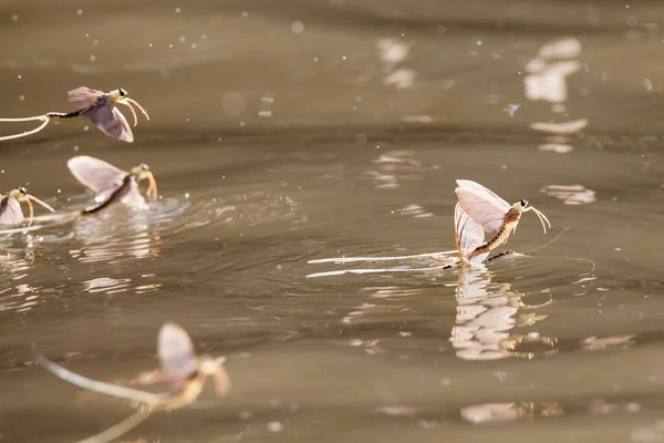 セルビアのティッサ川では毎年長い尾のメイフライが群がっている — ストック写真