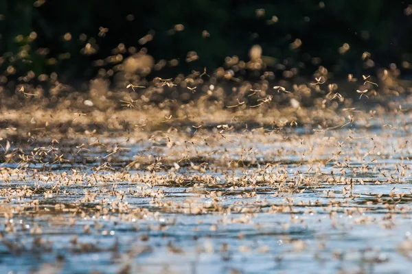 Enjambre Anual Mosca Cola Larga Río Tisza Serbia —  Fotos de Stock