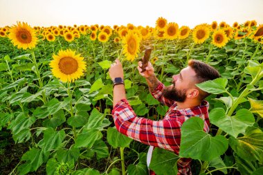 Farmer is standing in his sunflower field which is in blossom. He is examining progress of the plants.