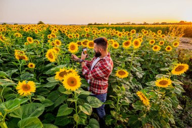 Farmer is standing in his sunflower field which is in blossom. He is examining progress of the plants.