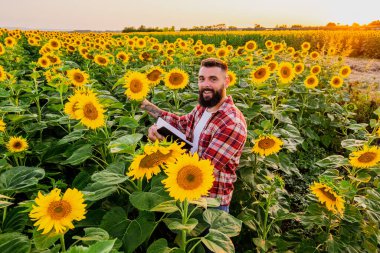 Farmer is standing in his sunflower field which is in blossom. He is examining progress of the plants.