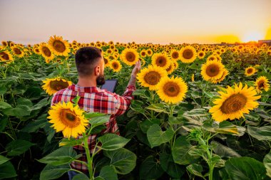 Farmer is standing in his sunflower field which is in blossom. He is examining progress of the plants.