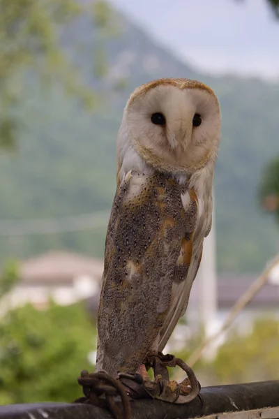 Barn Owl 3 — Stock Photo, Image