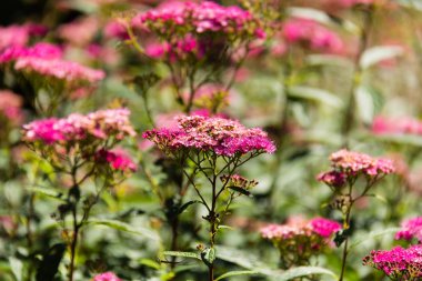 Pembe alan çiçekleri-7