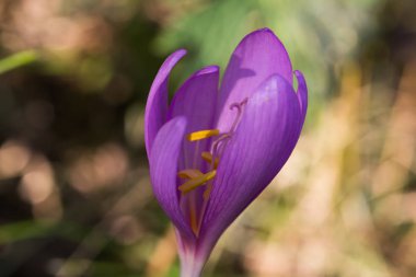 Pembe çiçek dağı