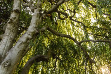 Ağacın yapraklarının altında.