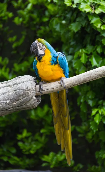 Blue and yellow parrot 5