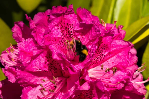 Rododendron con abejas — Foto de Stock