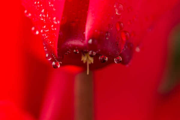 Stem of a red cyclamen