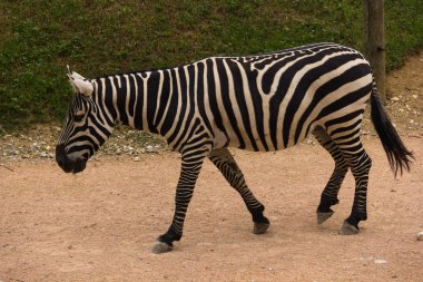 Zebra