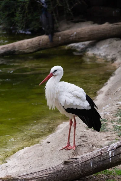 Vit stork — Stockfoto