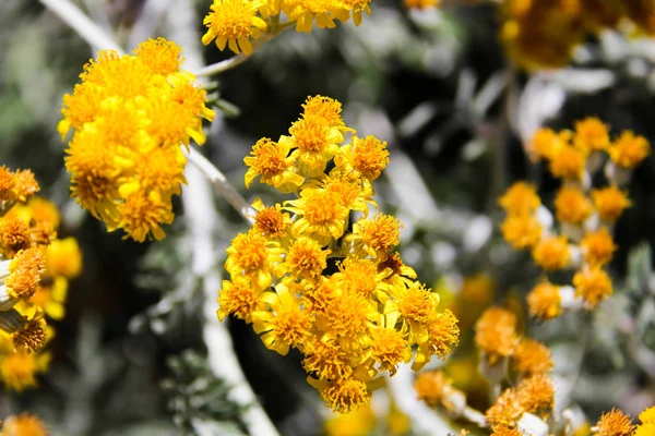 Yellow Flowers — Stock Photo, Image
