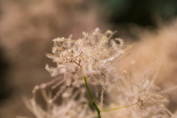 이상한 꽃 3 — 스톡 사진