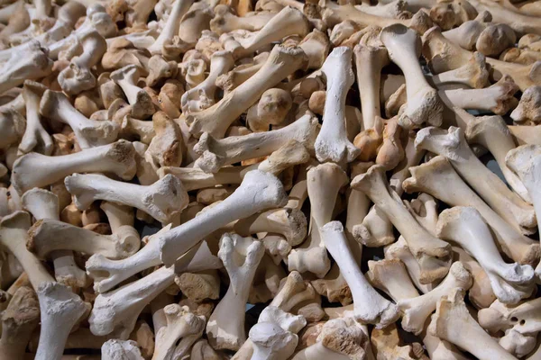 Pile of bones. Social horrible problems. Death topic
